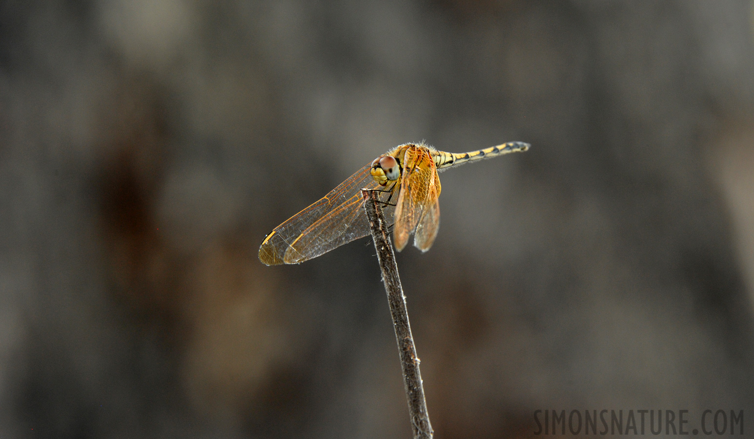 Urothemis edwardsii [300 mm, 1/250 sec at f / 9.0, ISO 1600]